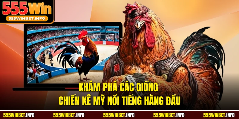 Khám phá các giống chiến kê mỹ nổi tiếng hàng đầu