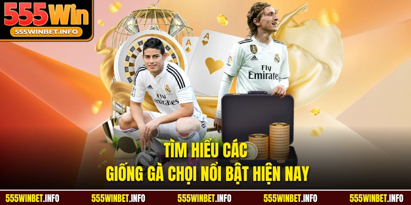 Tìm hiểu các giống gà chọi nổi bật hiện nay