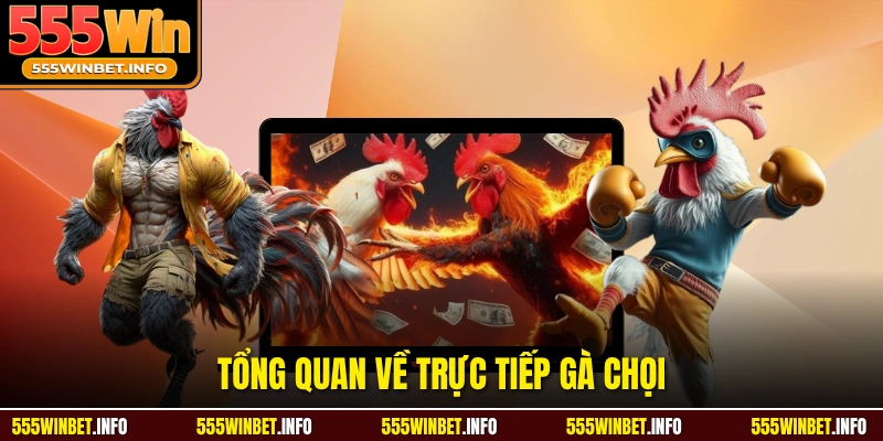 Tổng quan về trực tiếp gà chọi