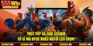 Trực Tiếp Gà Chọi 555WIN Có Gì Mà Được Nhiều Người Lựa Chọn?